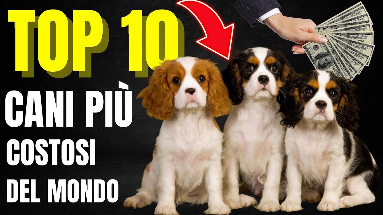 TOP 10 RAZZE DI CANI PIÙ COSTOSE DEL MONDO 💰 Lusso Sfrenato