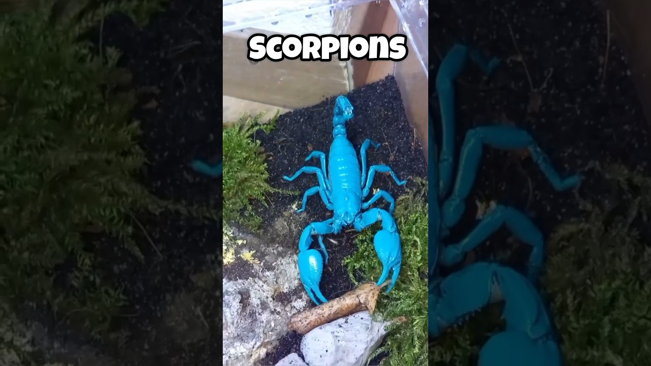 this animal has blue blood  #animals #shorts #youtubeshorts #facts