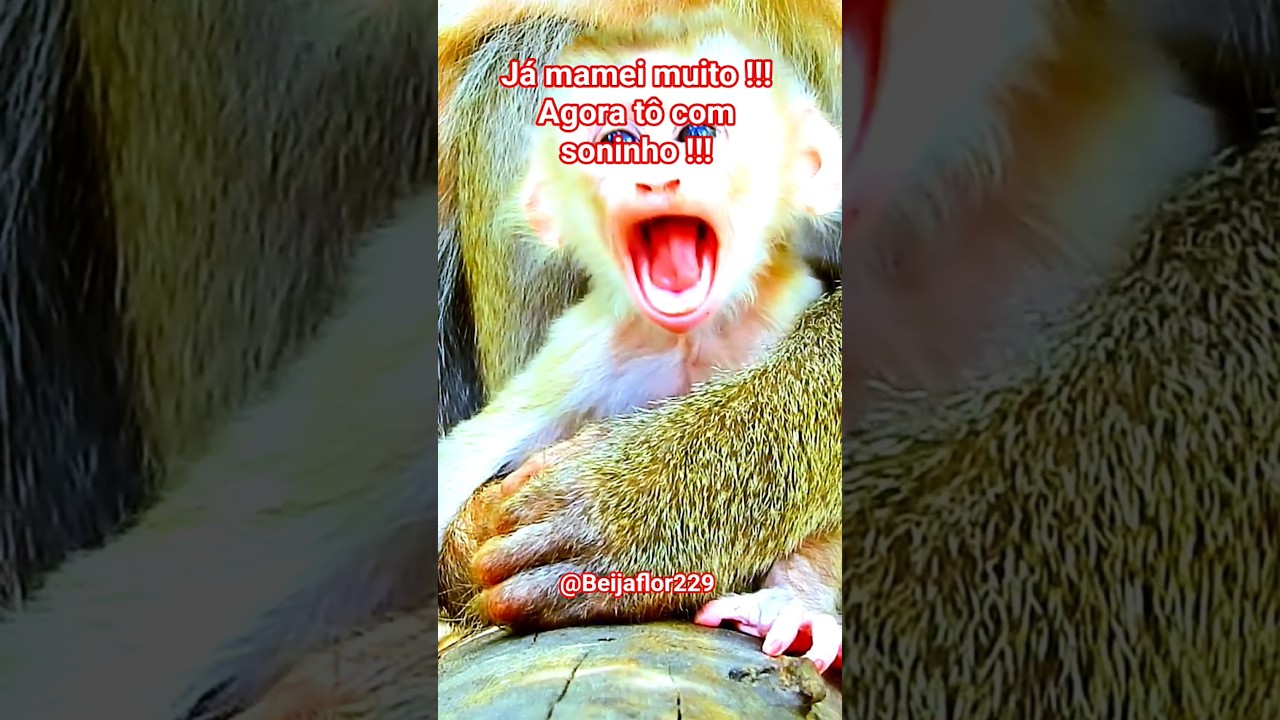 T&ocirc; com soninho . #soninho  #selva  #vidaanimal