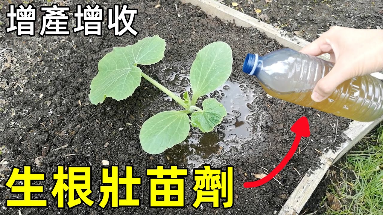 Why roots BOOM with this trick?  用它灌根, 生根壯苗, 效果太好了! 老農都愛用的種菜技巧