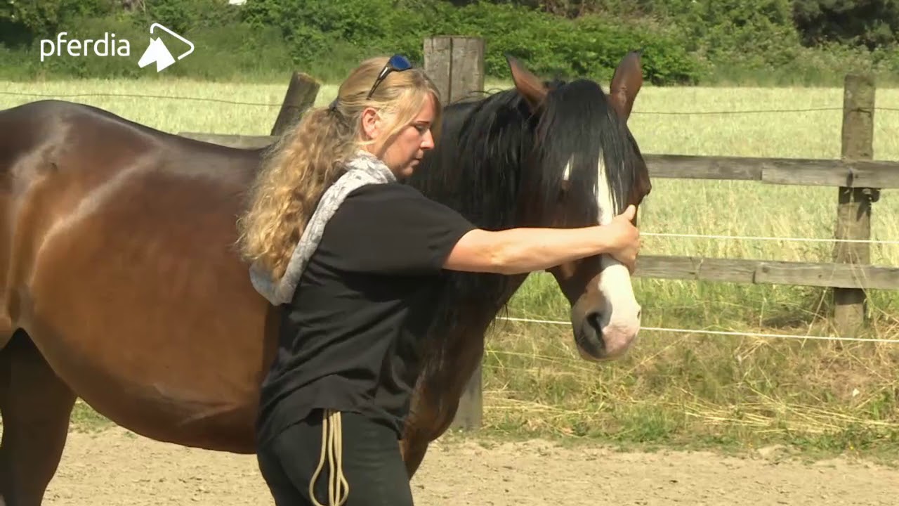 Pferde-ABC Einführung - Natural Horsemanship verstehen | Jenny & Peer Classen