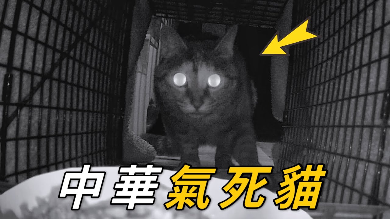 沒想到2024要抓的第一只浪貓，竟是自己家的貓｜李喜猫