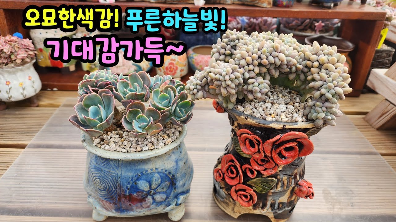 260309 오묘한색감의루비로망!푸른빛에피멍무늬예감블루스카이!어떤모습일지기대되네요^^