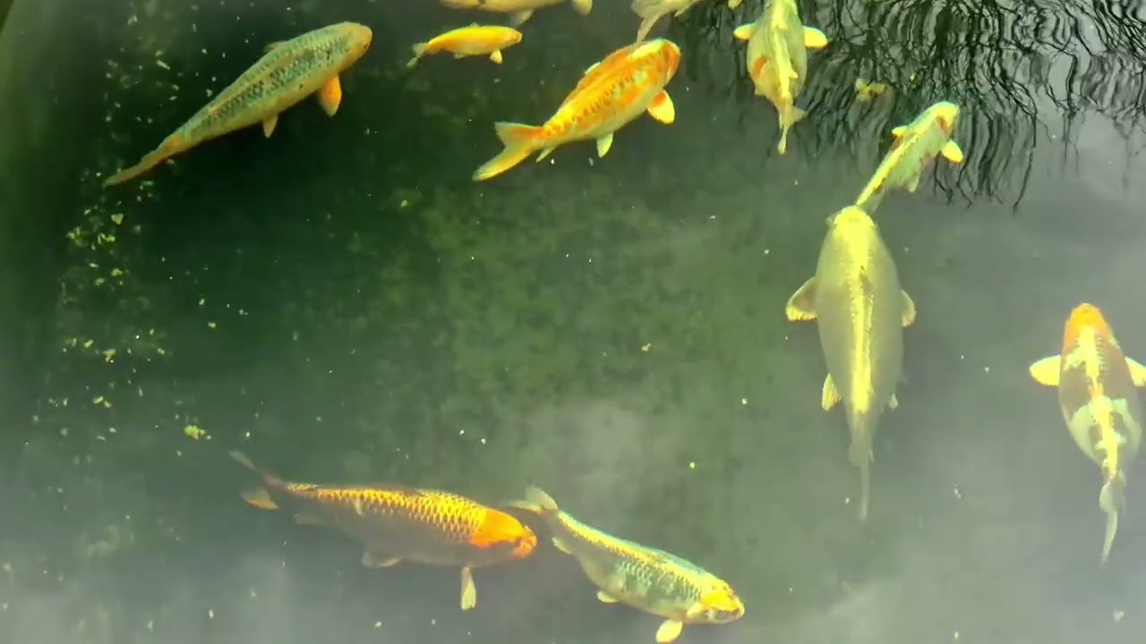 Koi Fish Pond Clear Water