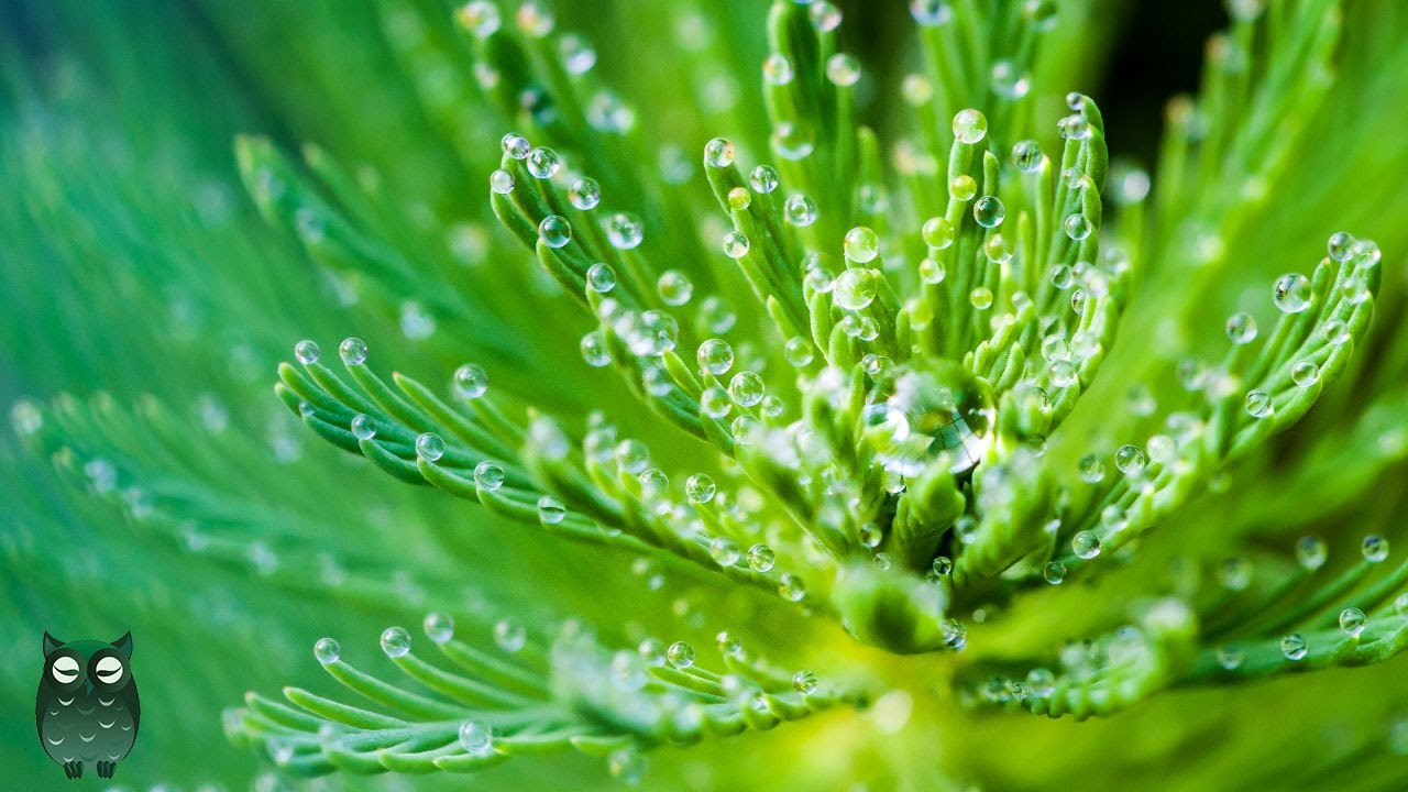Спокойные звуки фортепиано и дождя &bull; Музыка для сна и расслабления 🌿💧
