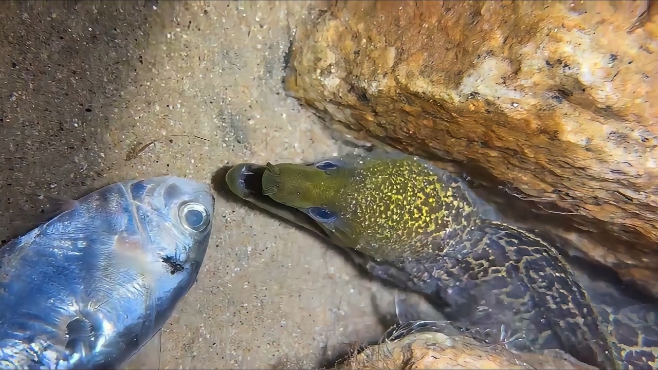 Diving to capture seafood to make money to support the family！06 #diving #nightdive