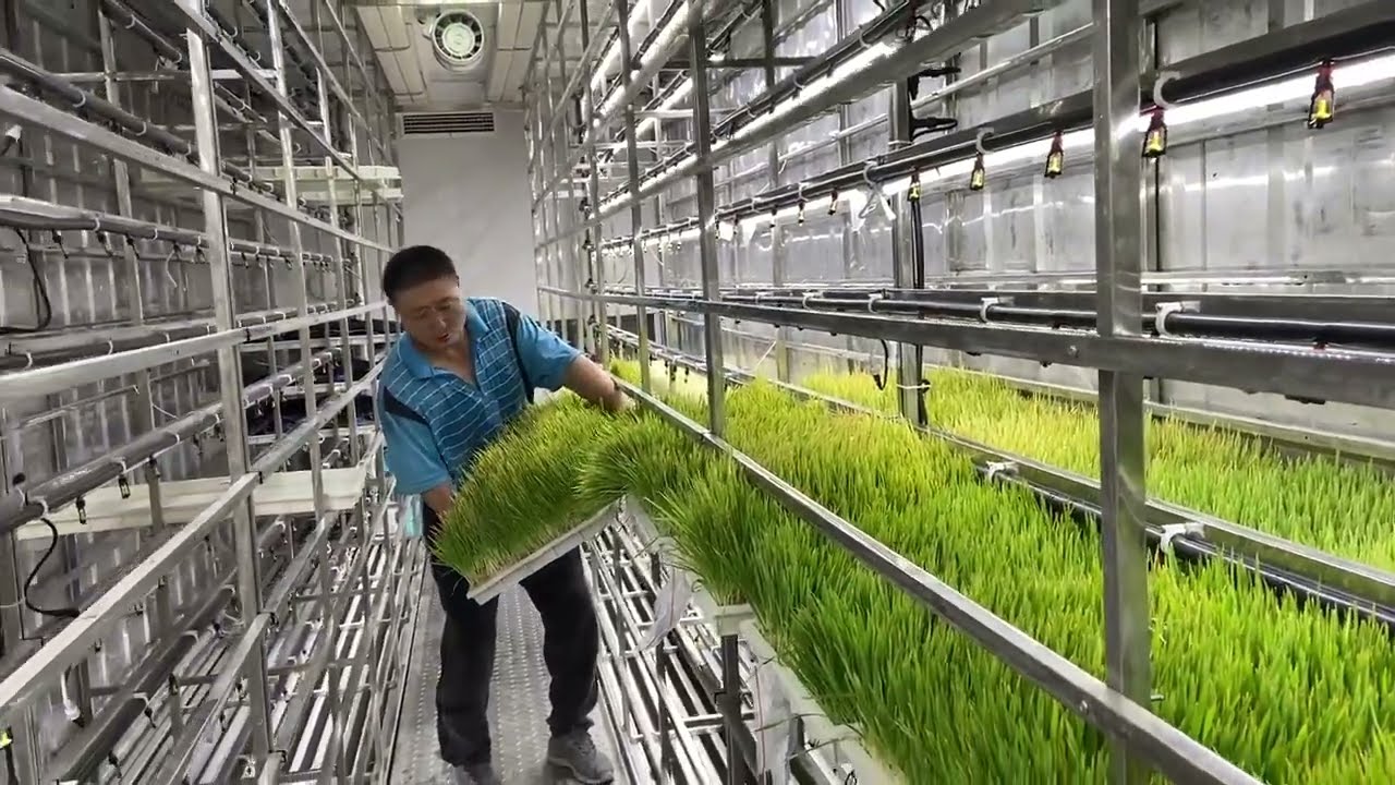Mold-Free Fodder in 7 Days? Lyine's Container Farm Makes it Possible