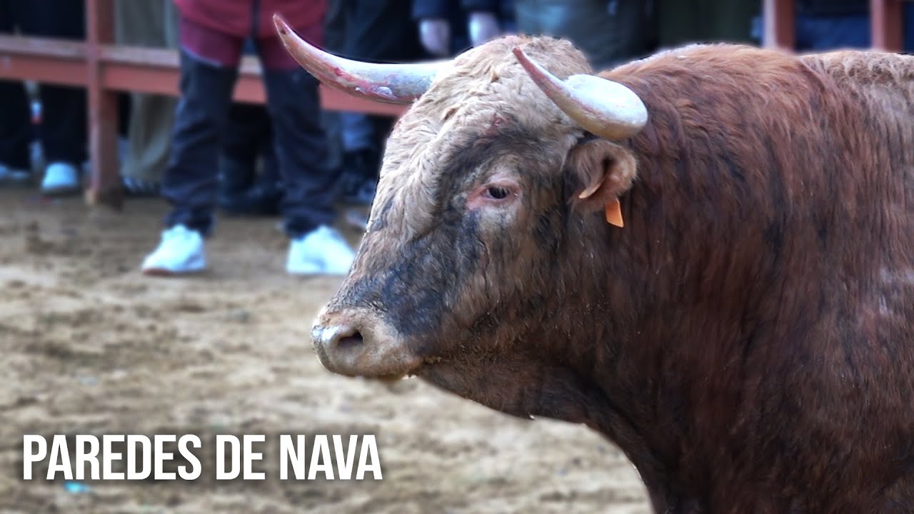Paredes de Nava 2026 Toro de San Sebastián