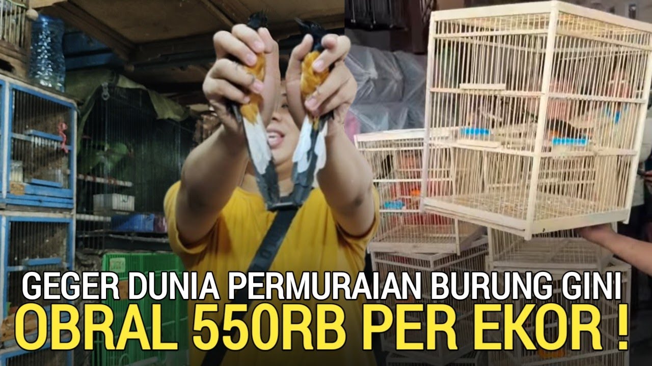 MURAI TERMURAH ! JANTAN MULUS NO MINUS OBRAL 550RB AN PER EKOR PASAR BURUNG PRAMUKA HARI INI 