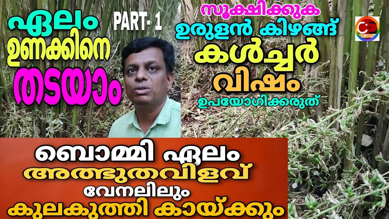 ഏലം / ഉണക്കിനെ തടയൂ / അത്ഭുതവിളവ് തരുന്ന ബൊമ്മി ഏലം / മെത് ലോ ബാക്ടീരിയ ഉരുളൻ കിഴങ്ങ് കൾച്ചർ വിഷമാണ്