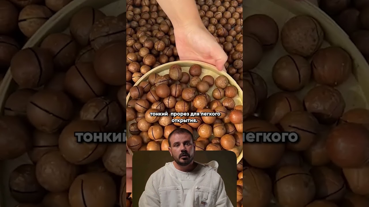 Прием азиатских фермеров для выращивания макадамии#макадамия #агро #агробизнес #фермер #лайфхак