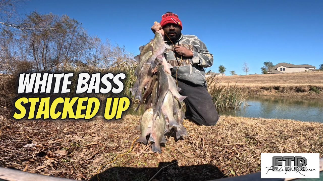 Stacked White Bass | Non Stop Action On Bank | Texas 2026 Fishing | Fade The River Fishing Hunting