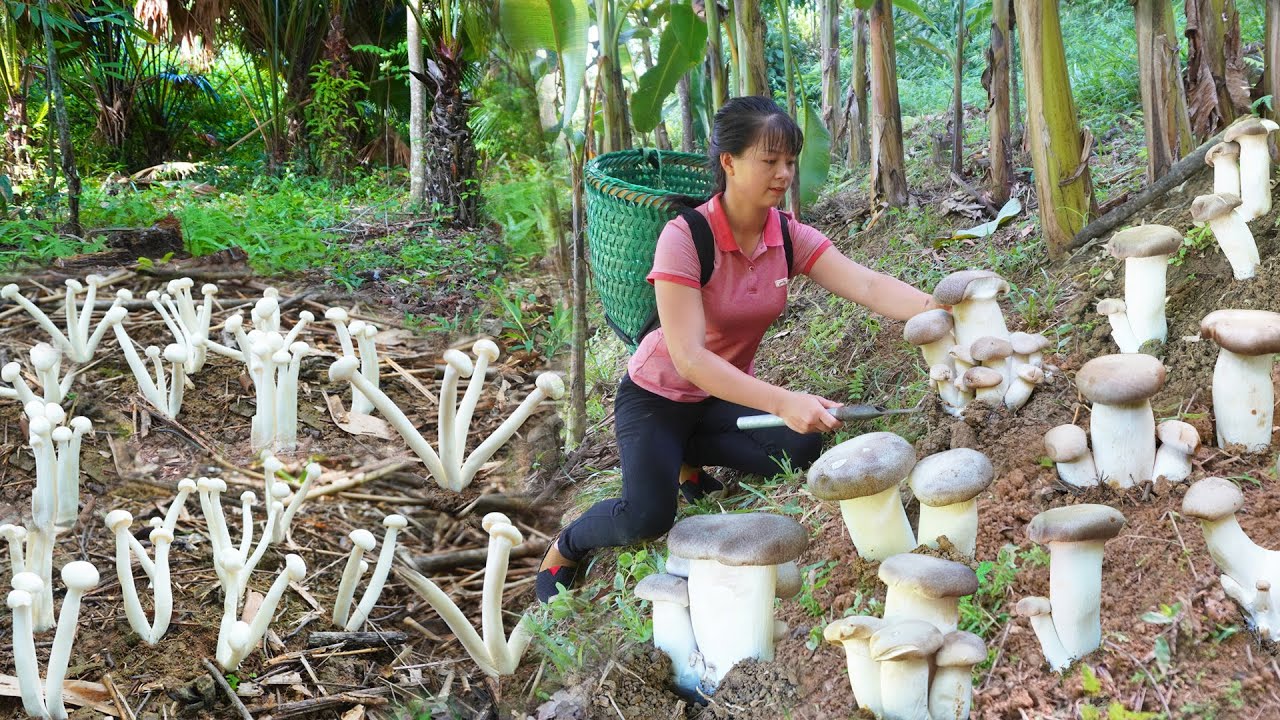 FULL VIDEO: 30 Days Harvesting Mushroom Go To Market Sell - Sell pigs & buy piglets to raise