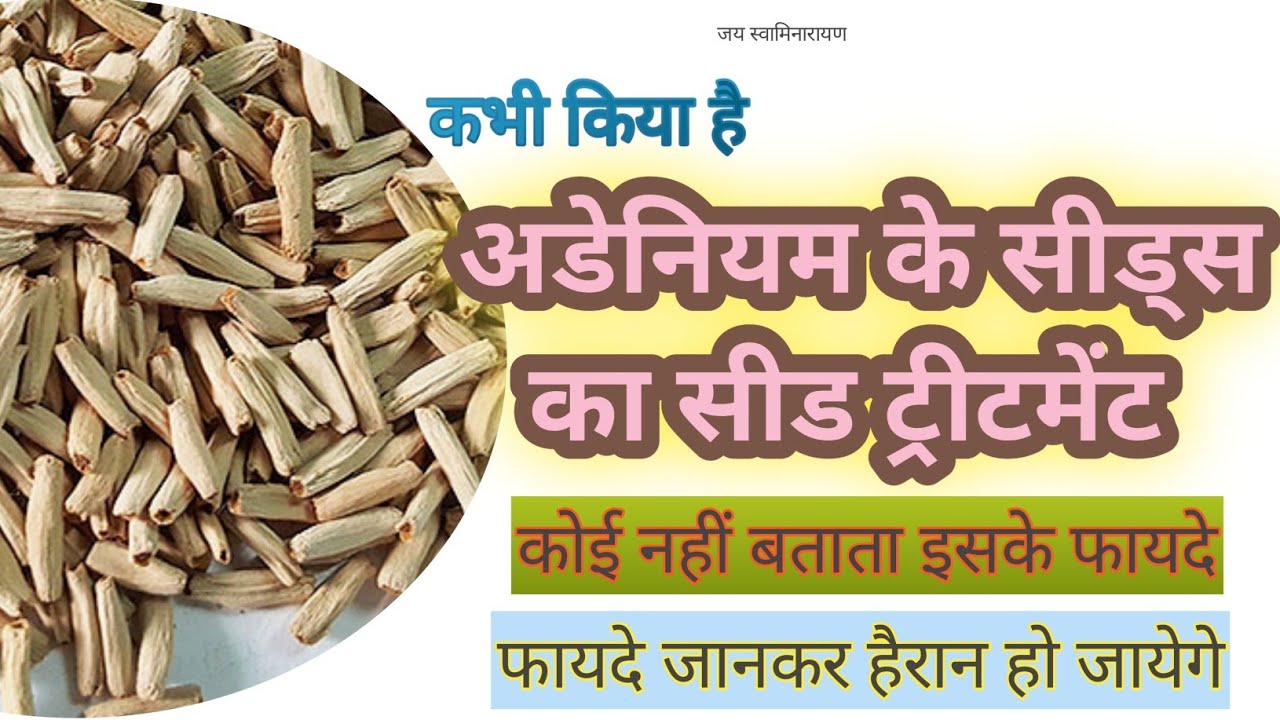 अडेनियम के सीड्स का सीड ट्रीटमेंट | Seed Treatment Of Adenium Seeds | Adenium Arabicum Seeds
