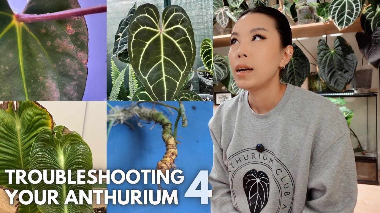 Troubleshooting your anthurium issues #4