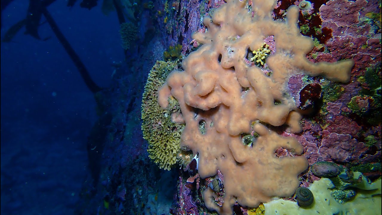 New Year's dive at Point Lobos State Park, CA