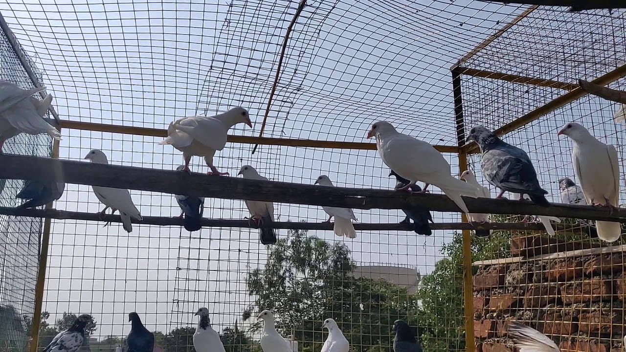 Madarsi Piegon for Sale