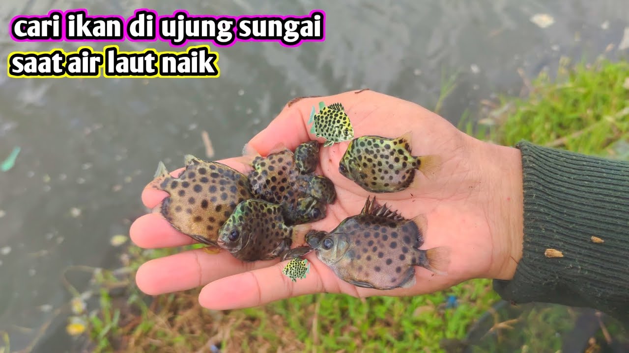 Cari ikan diujung sungai dapat ikan unik