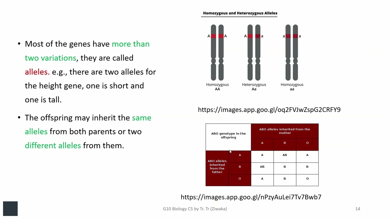 Grade 10 Biology  Chapter 5.2.3 & Chapter 5.2.4