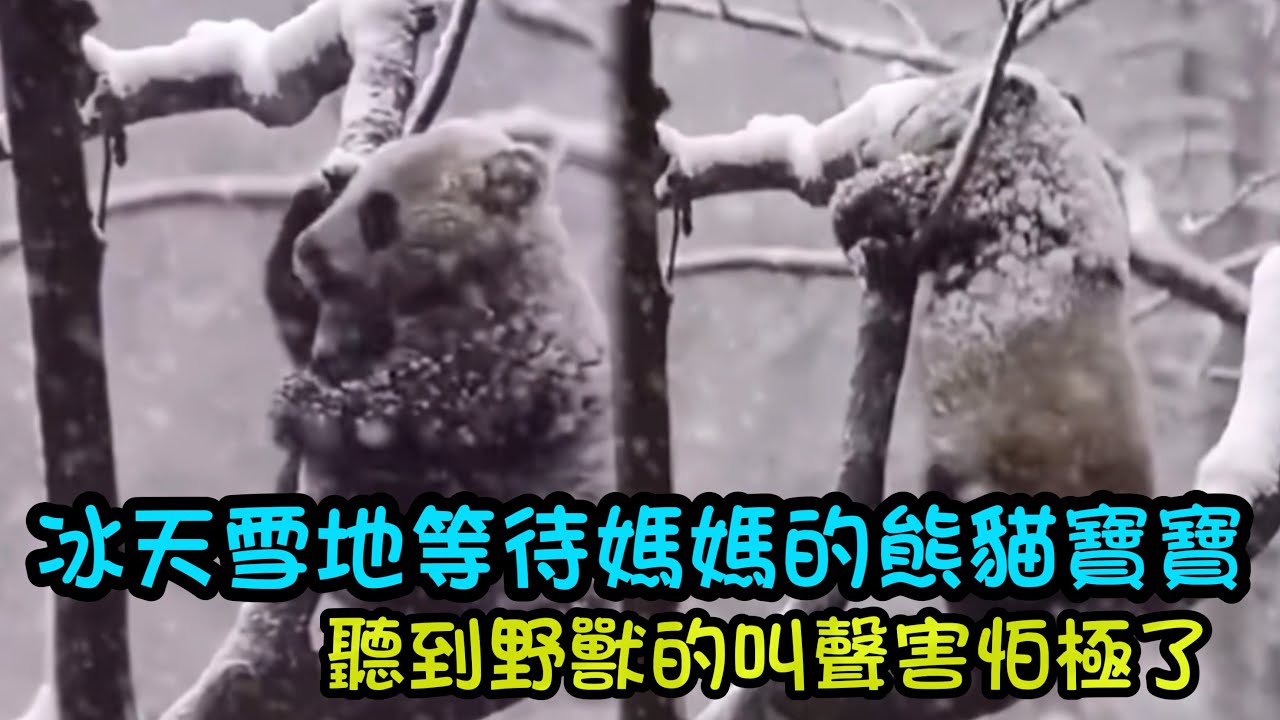 野生大熊貓宝宝在冰天雪地等媽媽回來，聽到野獸的聲音害怕極了，期待媽咪回來