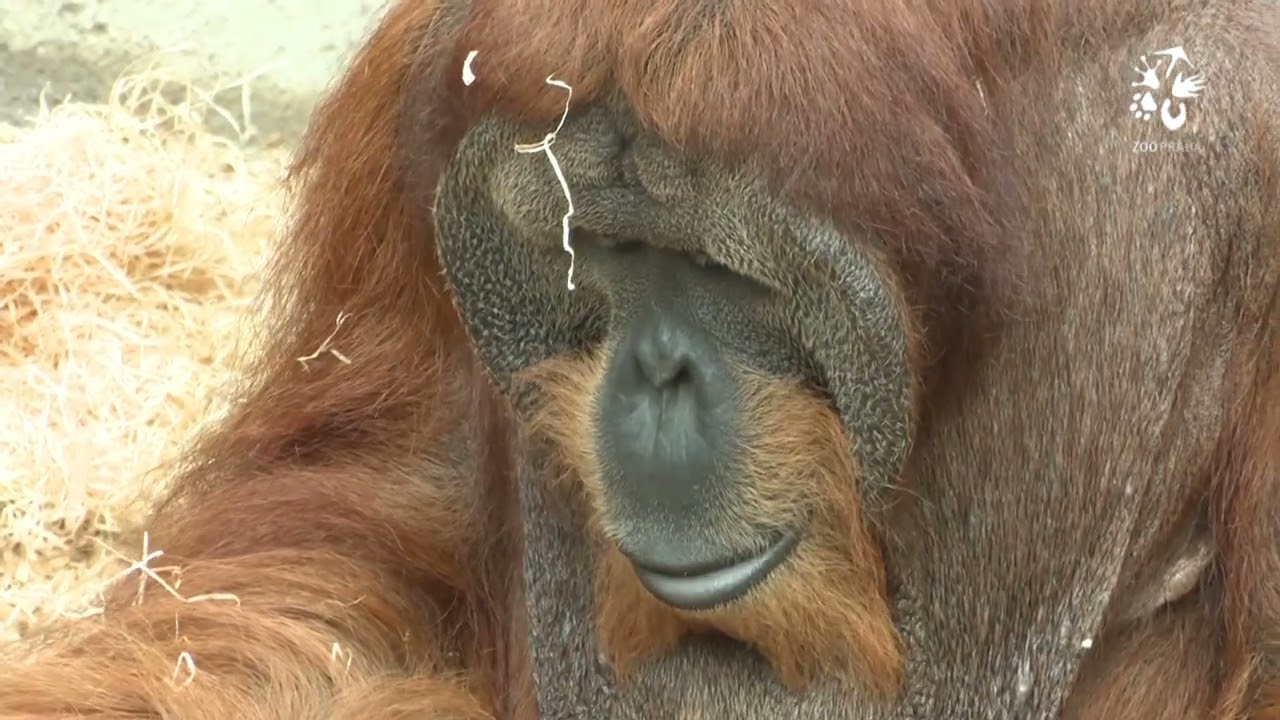 Orangutani na dvou ostrovech