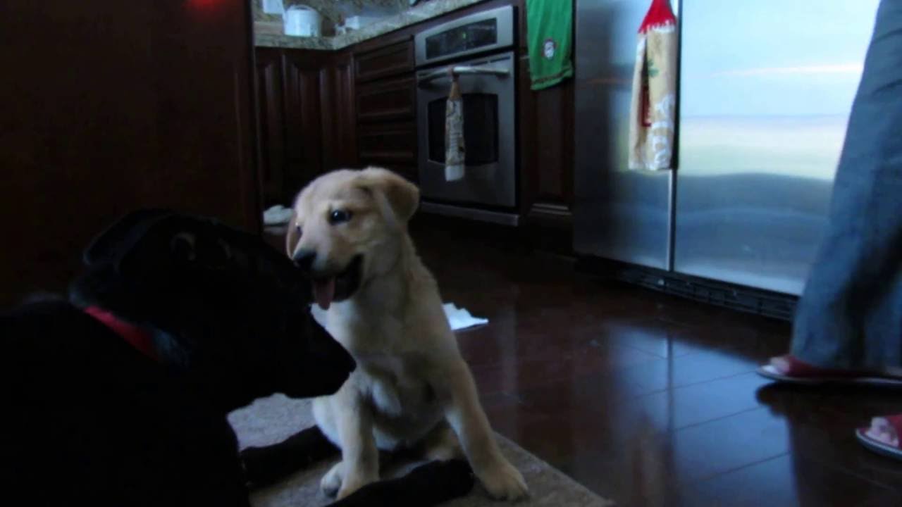 Logan (Formosan Mountain Dog) get a new sister, Harley Quinn
