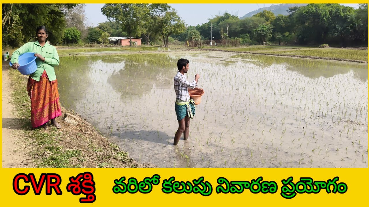 వరి లో సేంద్రీయ పద్ధతి ద్వారా కలుపు నివారణ - CVR శక్తి పరీక్ష 