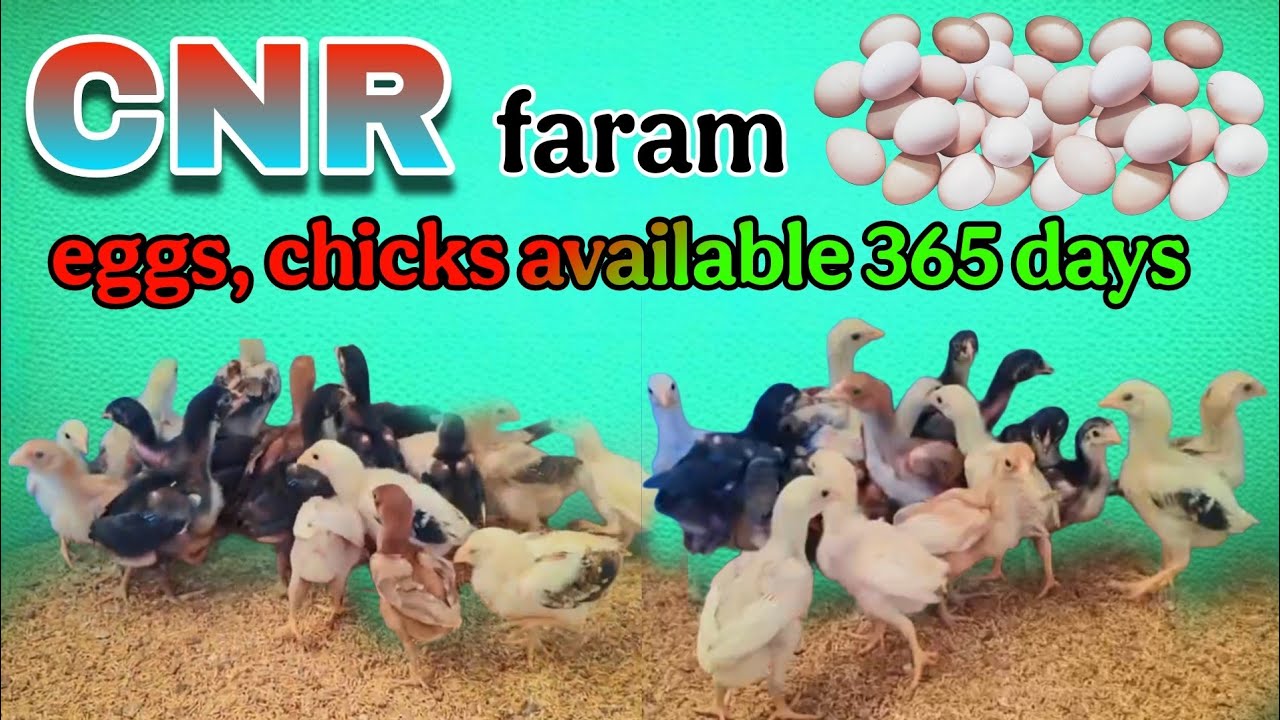 //KVR BREEDES venkat#6300927879#CNR farms quality chicks#peru chicks#bhimavaram chicks#viral video 