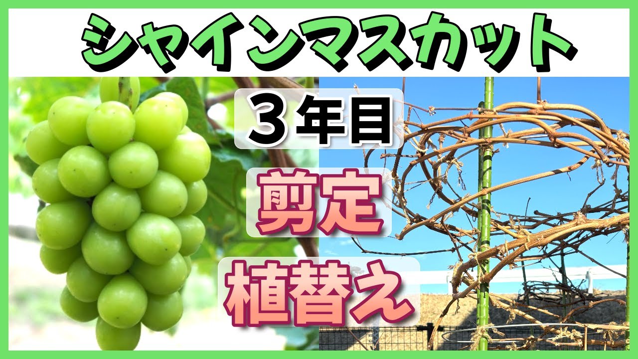 【剪定と植え替え】３年目 鉢植えシャインマスカット
