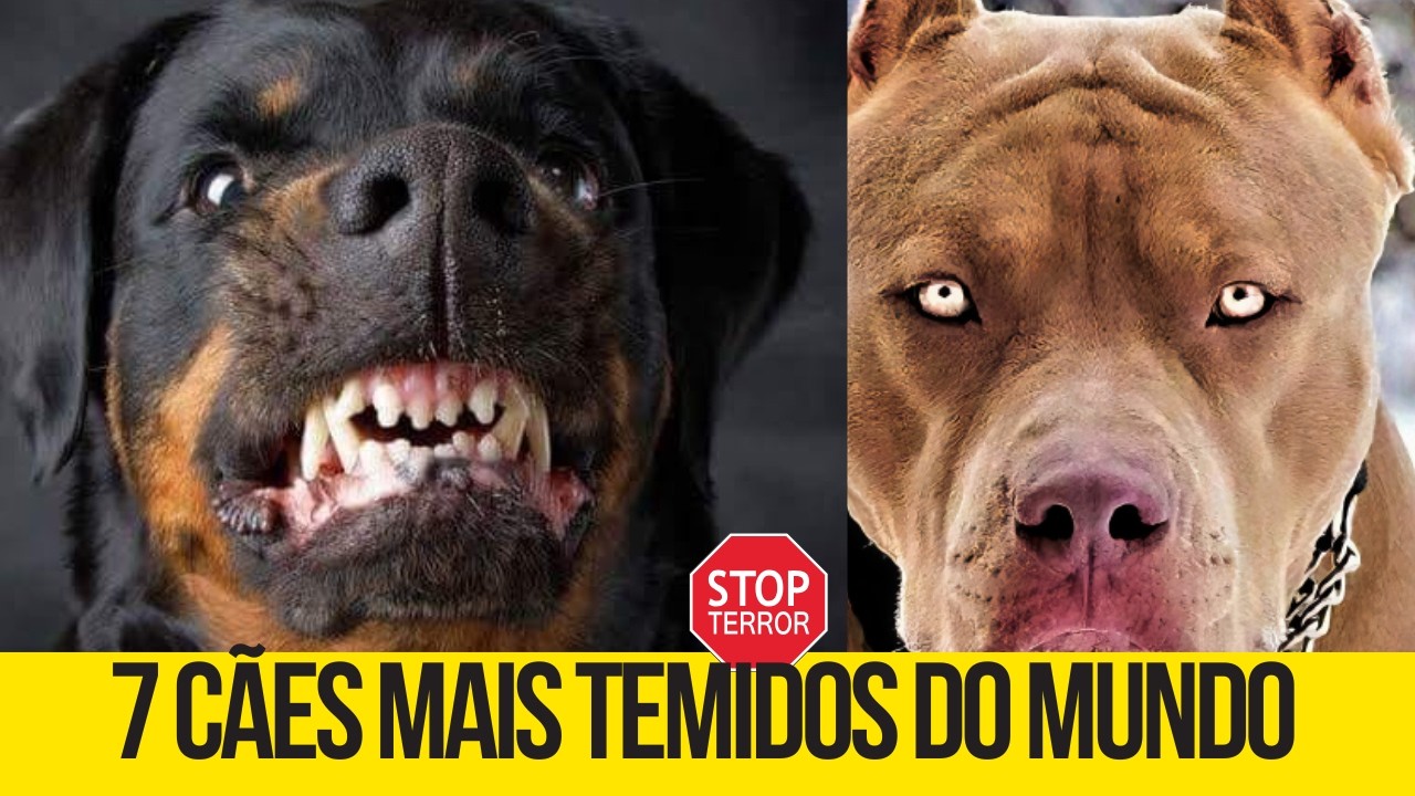VOCÊ CONHECE OS 7 CÃES MAIS TEMIDOS DO PLANETA? O ÚLTIMO É O MAIS TEMIDO.
