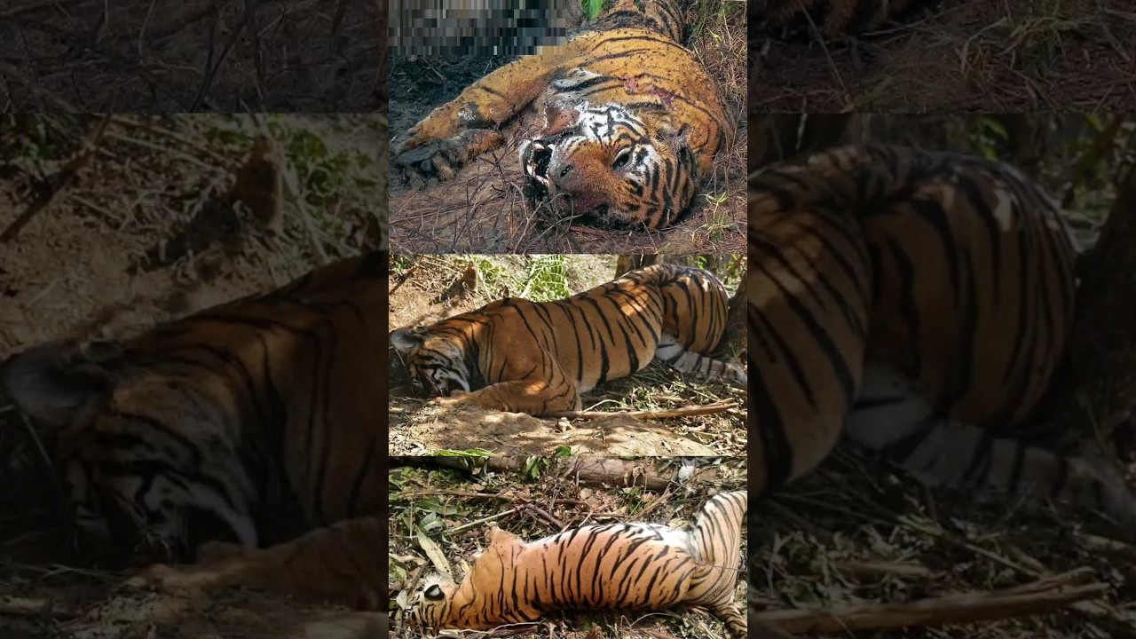 Why was Machli Tiger killed?🤯🤯🤔 By info fact News