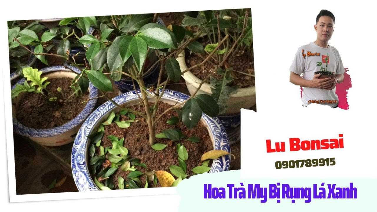 Hoa Trà My Bị Rụng Lá Xanh Nguyên Nhân Và Biện Pháp Khác Phục | Lu Bonsai 0901789915