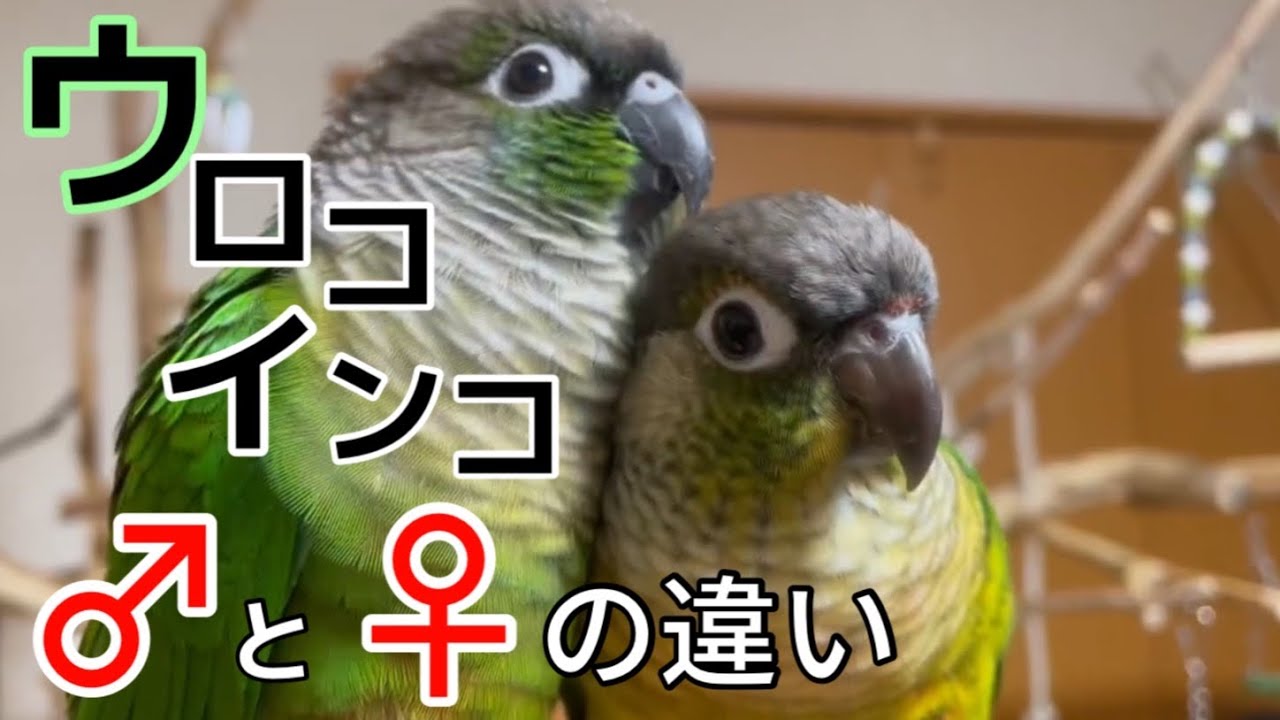 ウロコインコのオスメスの見分け方が簡単にわかる㊙︎情報を紹介！