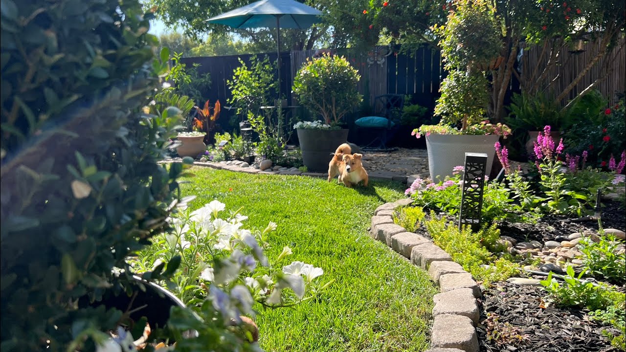 Morning garden walk / Relaxing walk in the garden 🪴