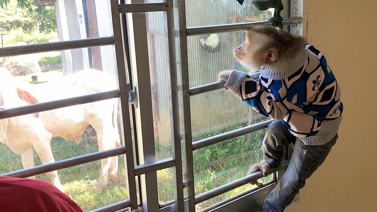 Hilarious Jason Friendly Chatting With Baby Cow Invite To Play In Home