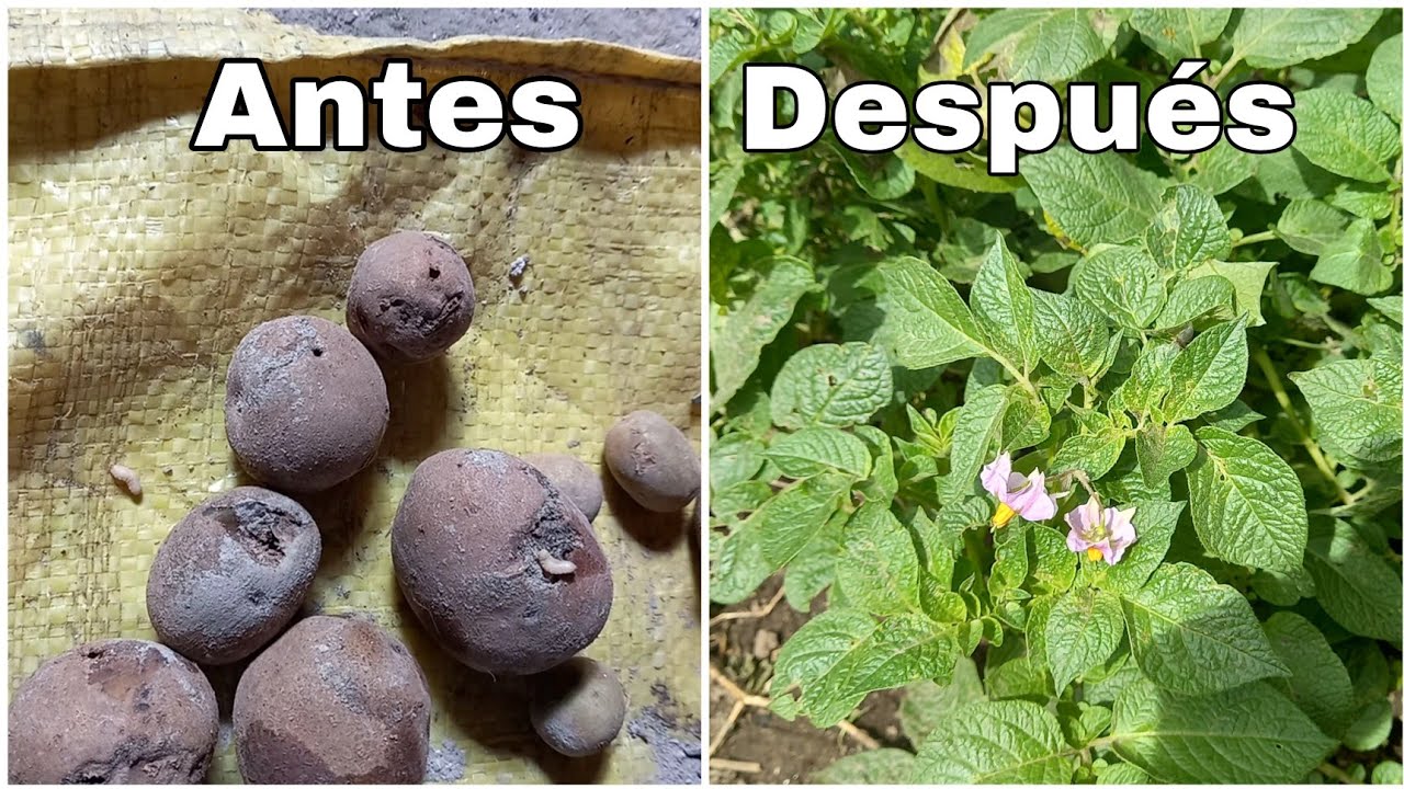 ¿Tu semilla de papa tiene gusano y quieres sembrarla?Mira esto l Huerto de Narci
