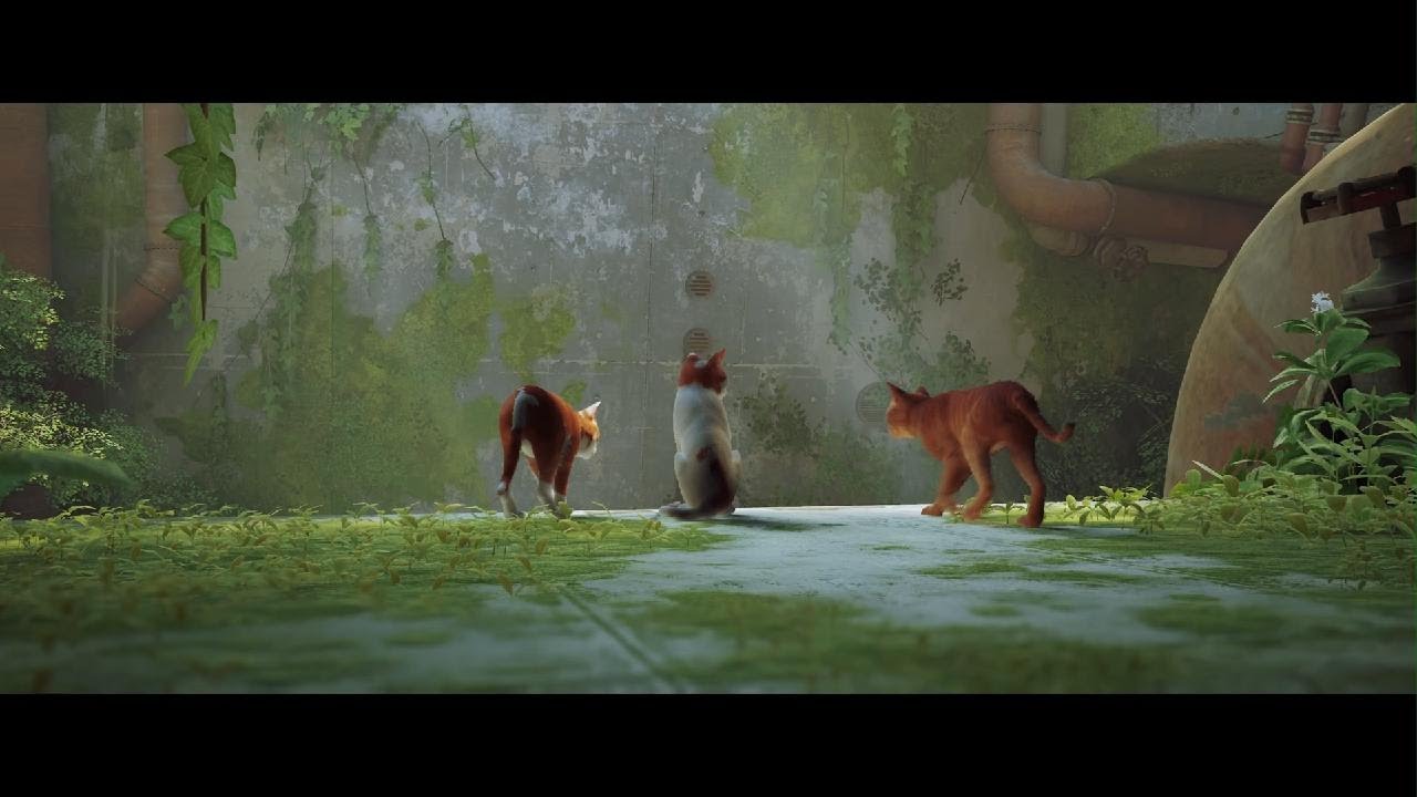 Stray_