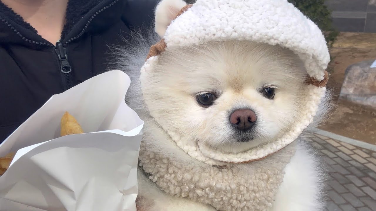 강아지 데리고 붕어빵 사오다가 다 뺏길 뻔했어요