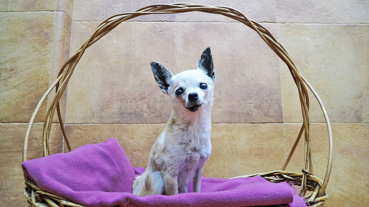 Perrita pierde su familia a los 18 años…