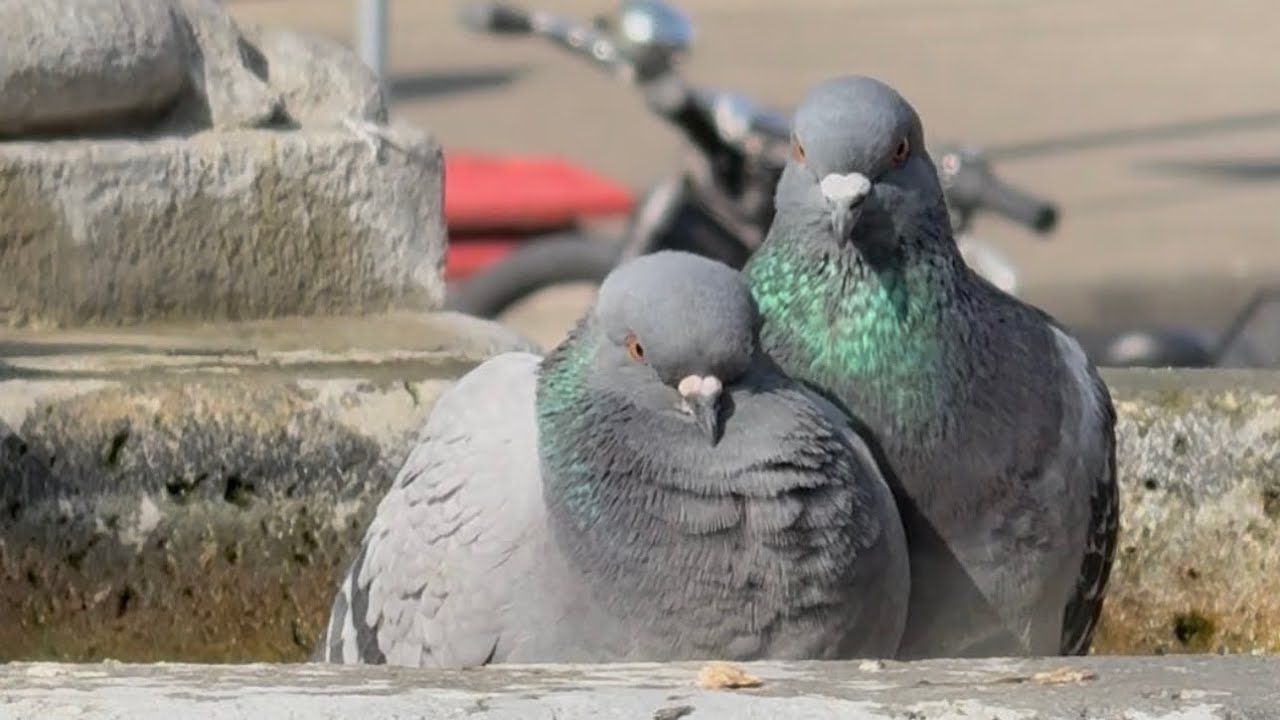 Tauben im Frühling 💕