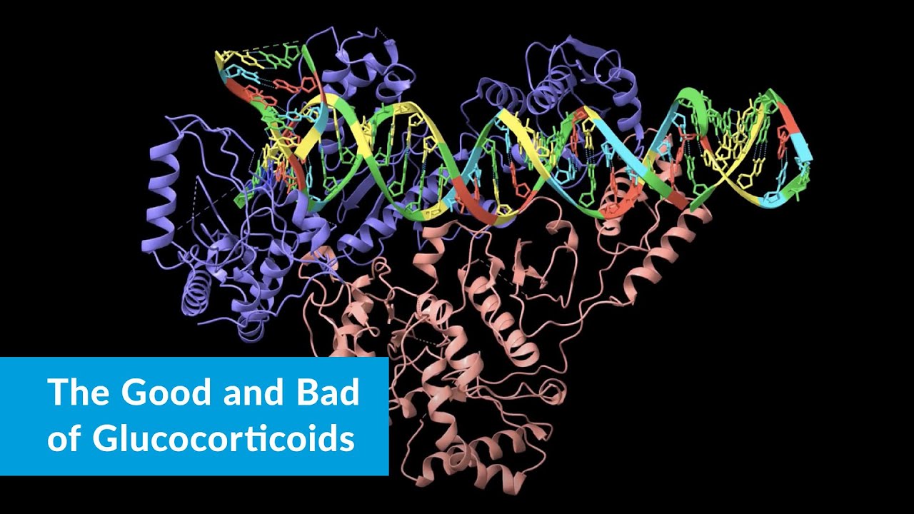 The Good and Bad of Glucocorticoids