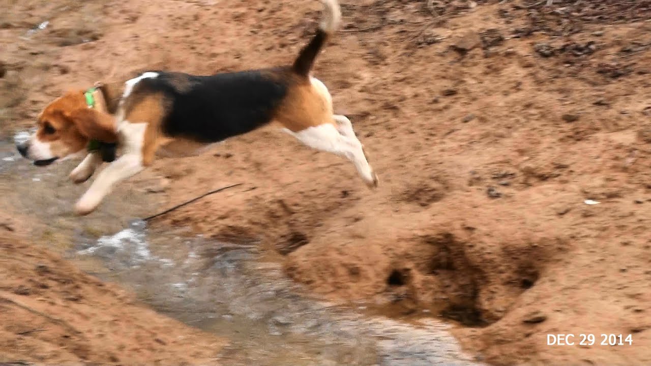 Skyview's Beagles EZ Duz It Solo Rabbit Hunt Dec 29th 2014