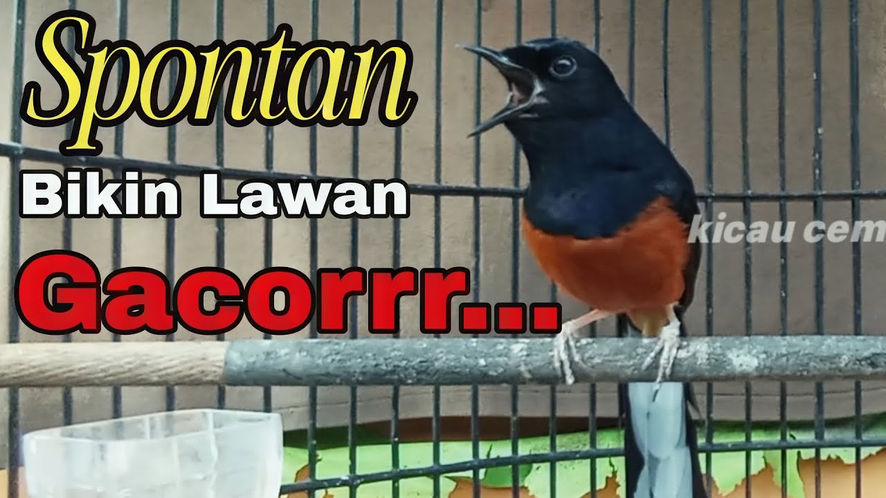 PANCINGAN MURAI BATU PALING AMPUH UNTUK NAIKAN EMOSI SPONTAN BIKIN LAWAN NYAUT GACOR !!!