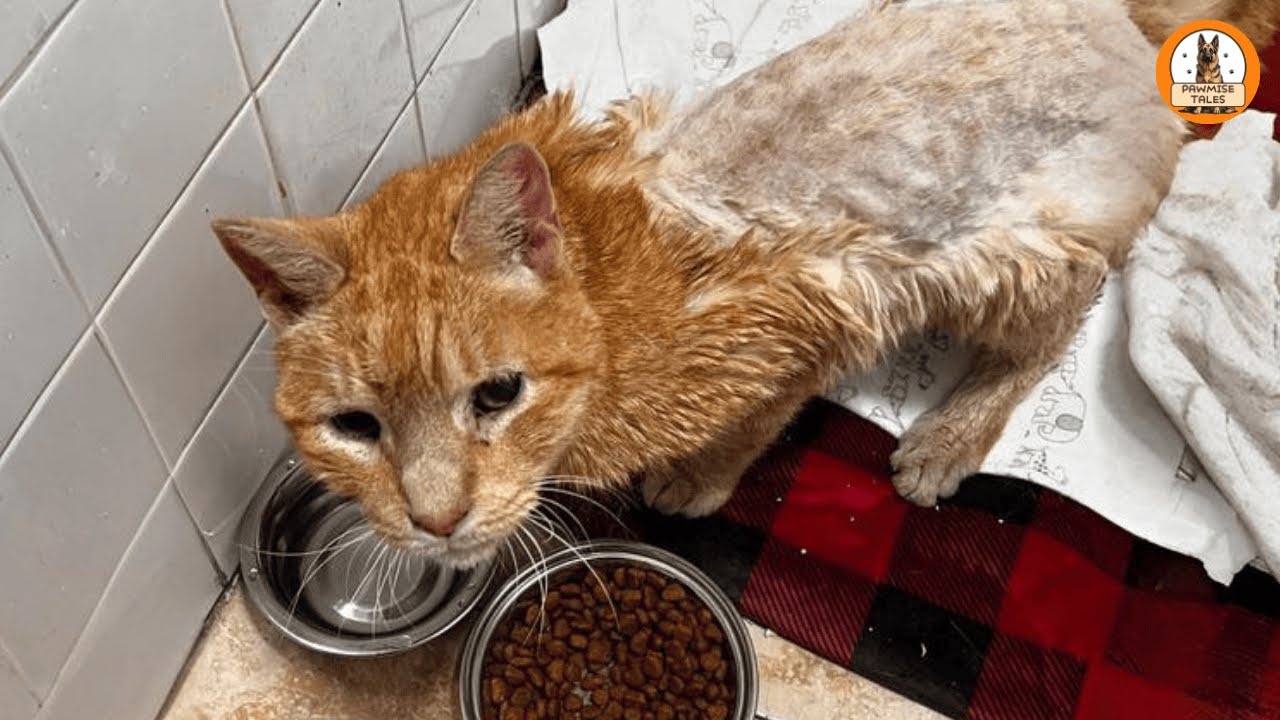 This Old Cat Was Waiting to Die…Until Love Found Him Again
