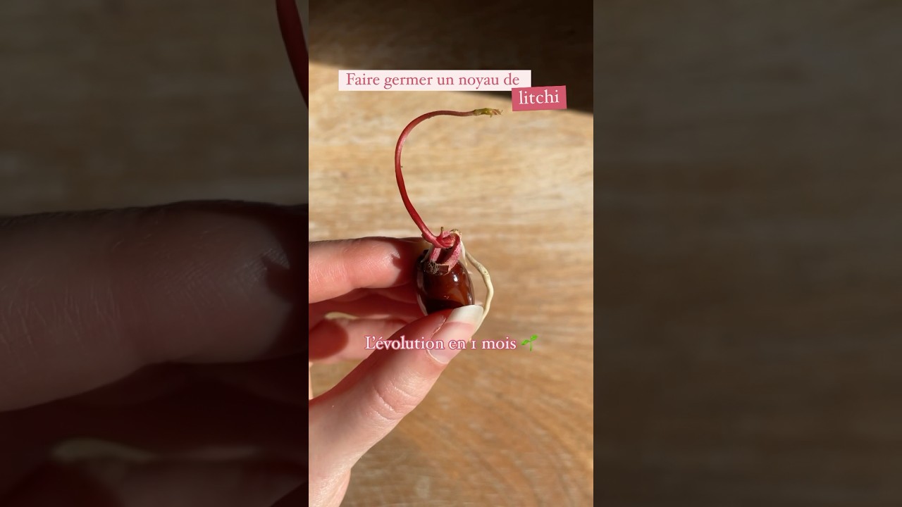 Faire germer un noyau de litchi