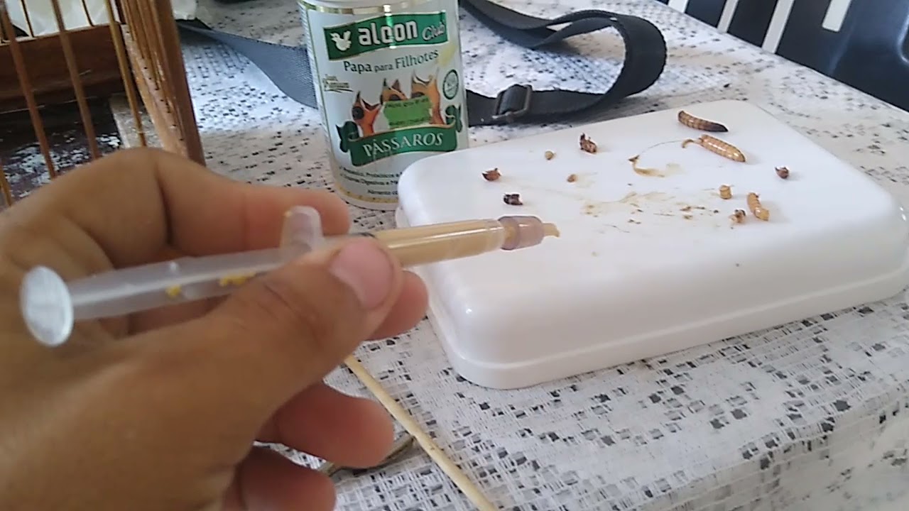 Como tratar de Filhote de Trinca Ferro na seringa ou palheta ( sem sujar e sem deixar MORRER )