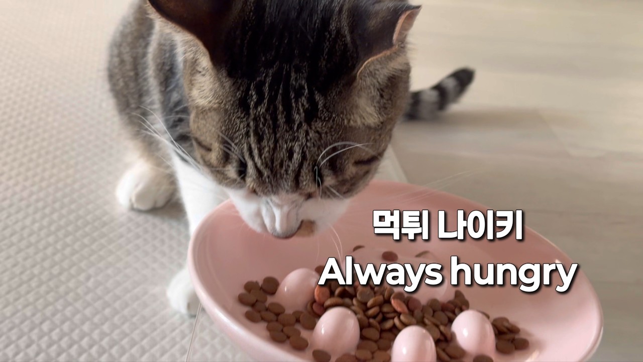 [삼묘시대 vlog 9] 매년 한복 담당은 타이거입니다. Tiger, Our Official Hanbok Model