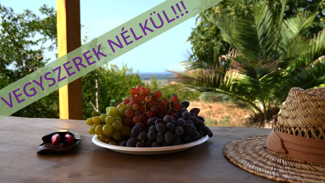 🍇Bor- és csemegeszőlők termesztése vegyszerek nélkül!🍇