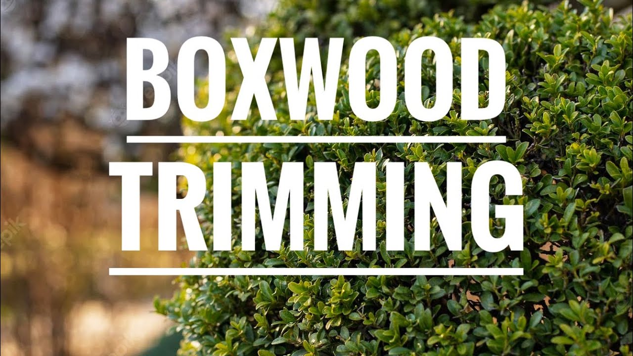How to turn boxwood shrubs into topiary