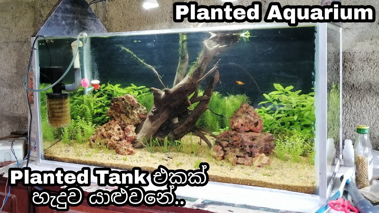Made a Planted Tank guys, See how, comment a name for the tank friends ..